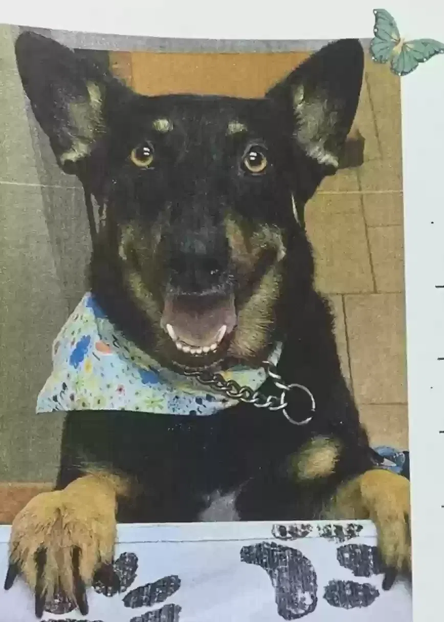 Lost dog in Tulsa, OK, 74120