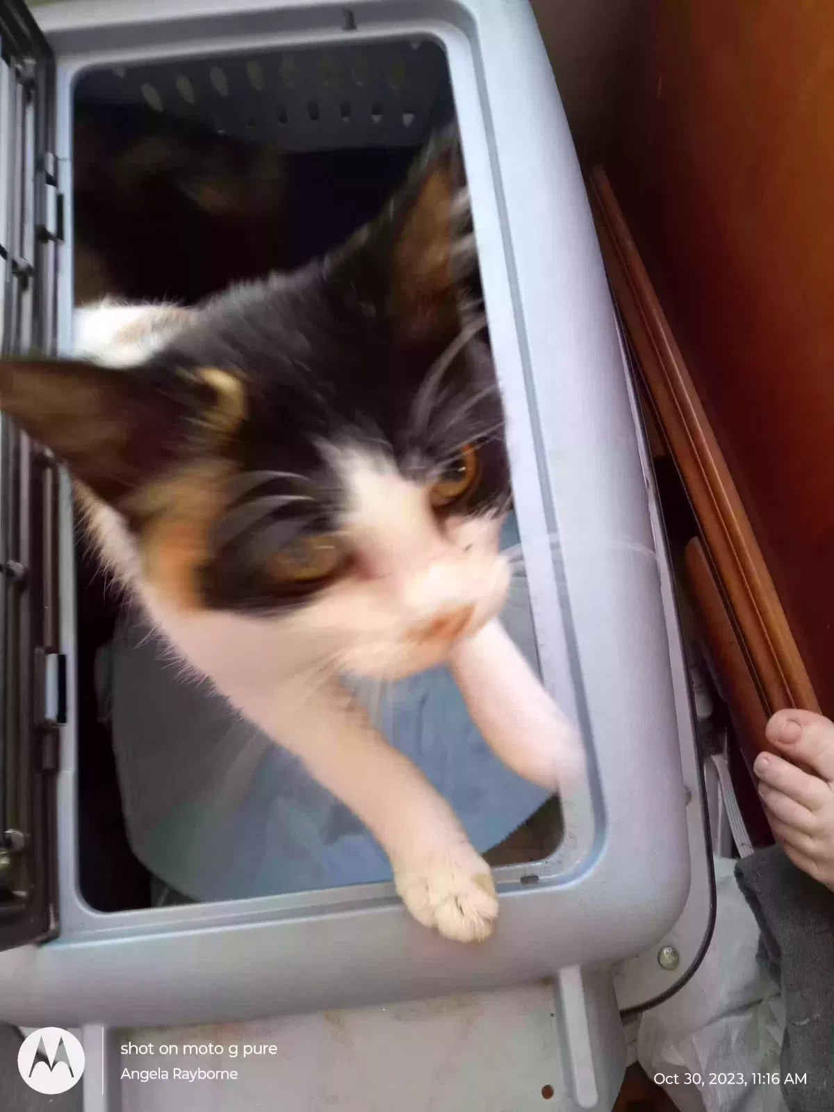 Found cat in Hulbert, OK, 74441