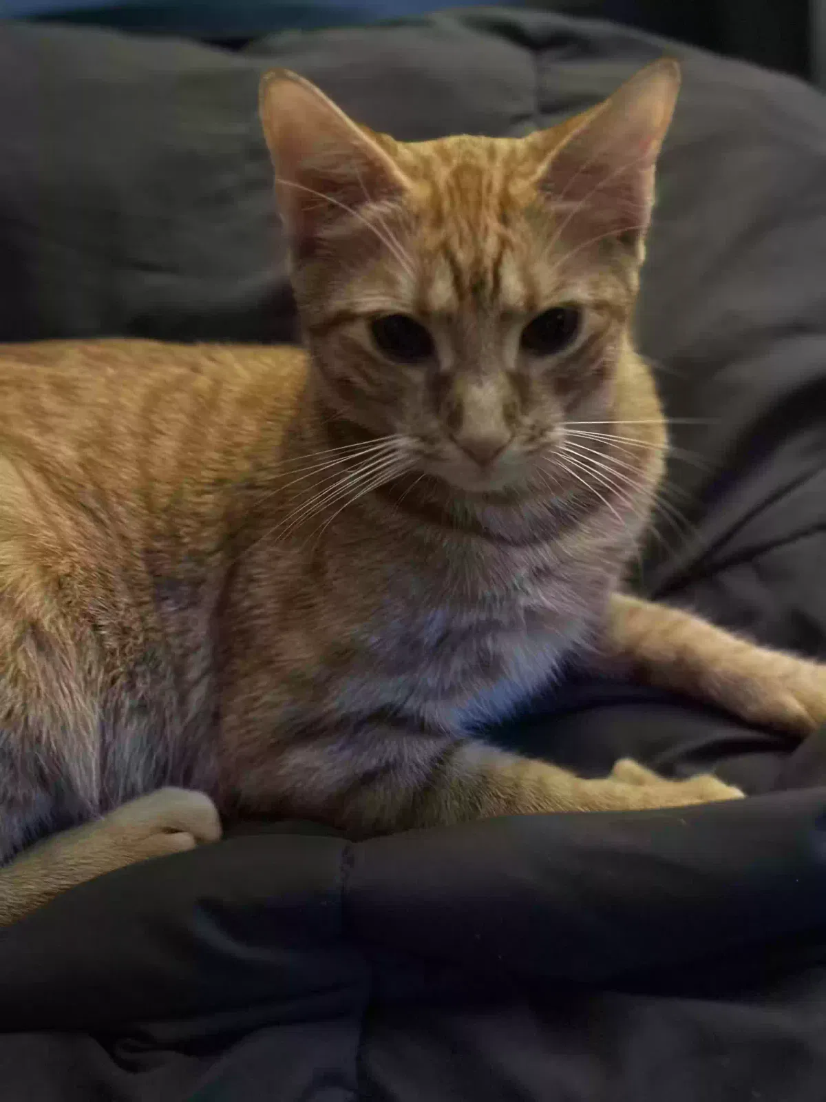 Lost cat in Bronx, NY, 10456
