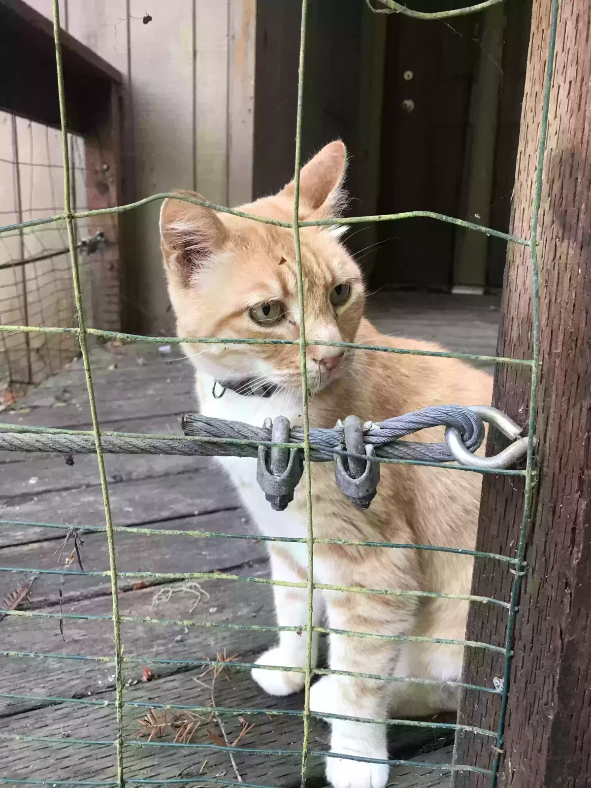 Lost cat in Guerneville, CA, 95446