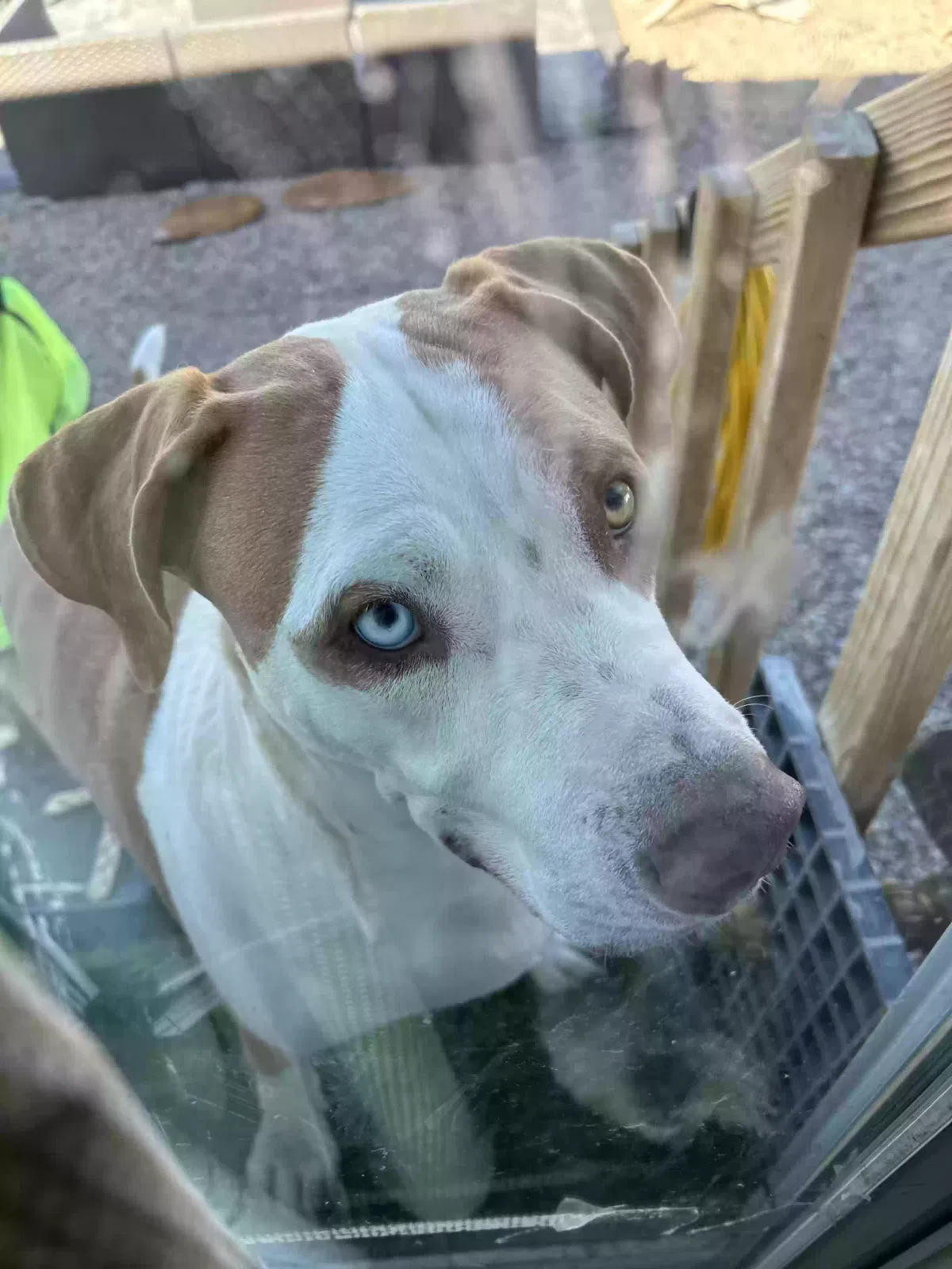 Lost dog in Tonopah, AZ, 85354