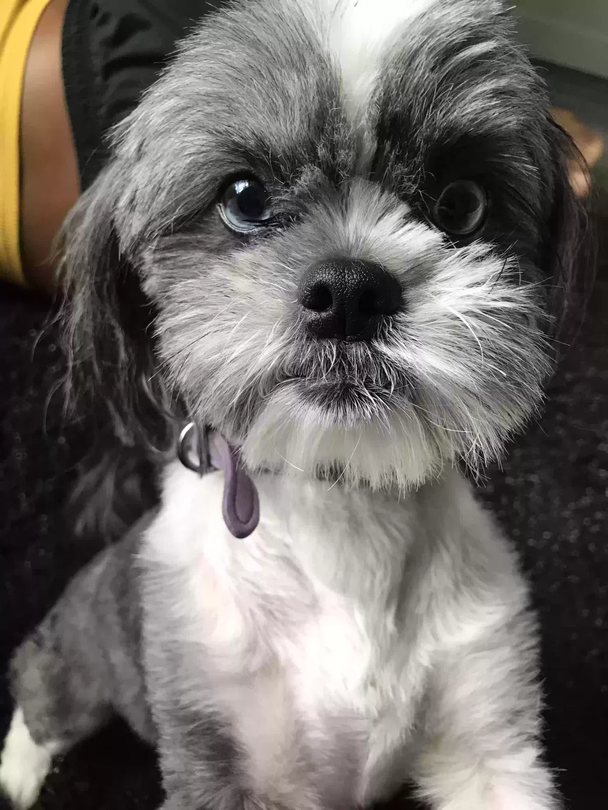 Lost dog in Orlando, FL, 32826