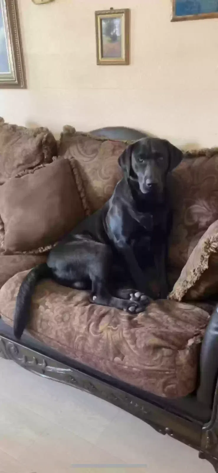 Lost dog in Hayward, CA, 94541
