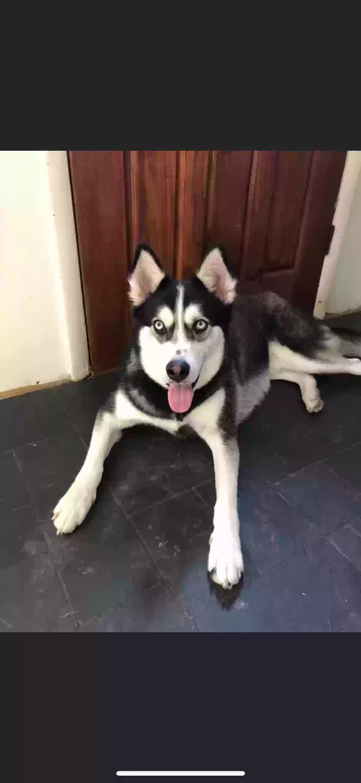 Lost dog in Tracys Landing, MD, 20779