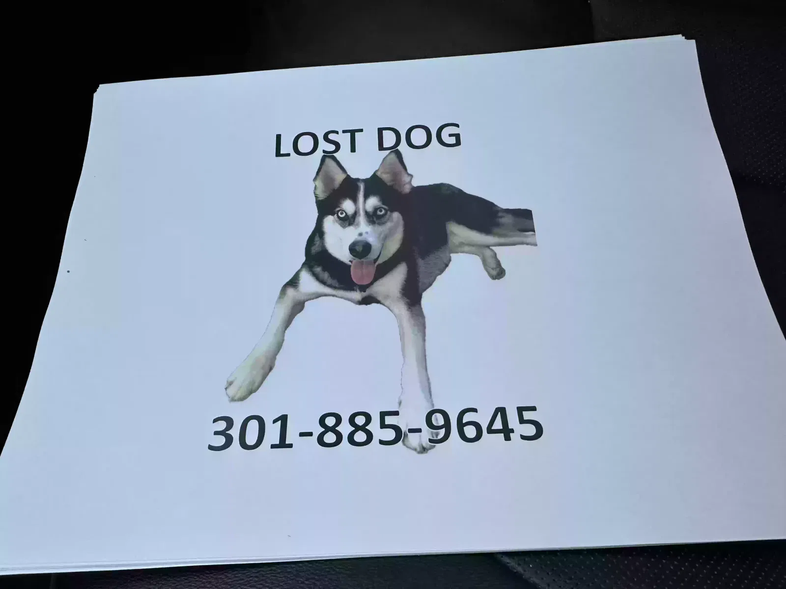 Lost dog in Tracys Landing, MD, 20779