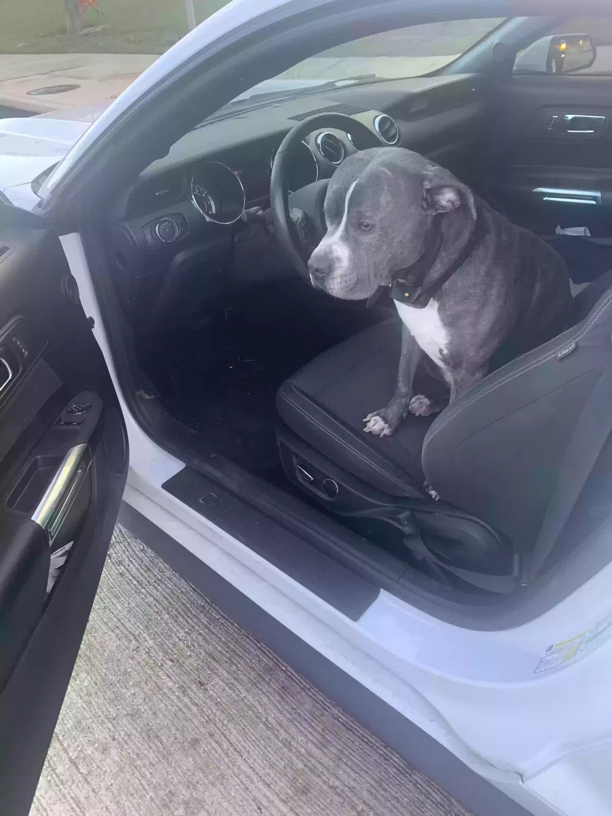 Found dog in Arlington, TX, 76013