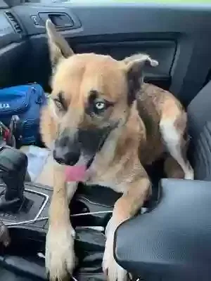 Lost dog in Round Rock, TX, 78681