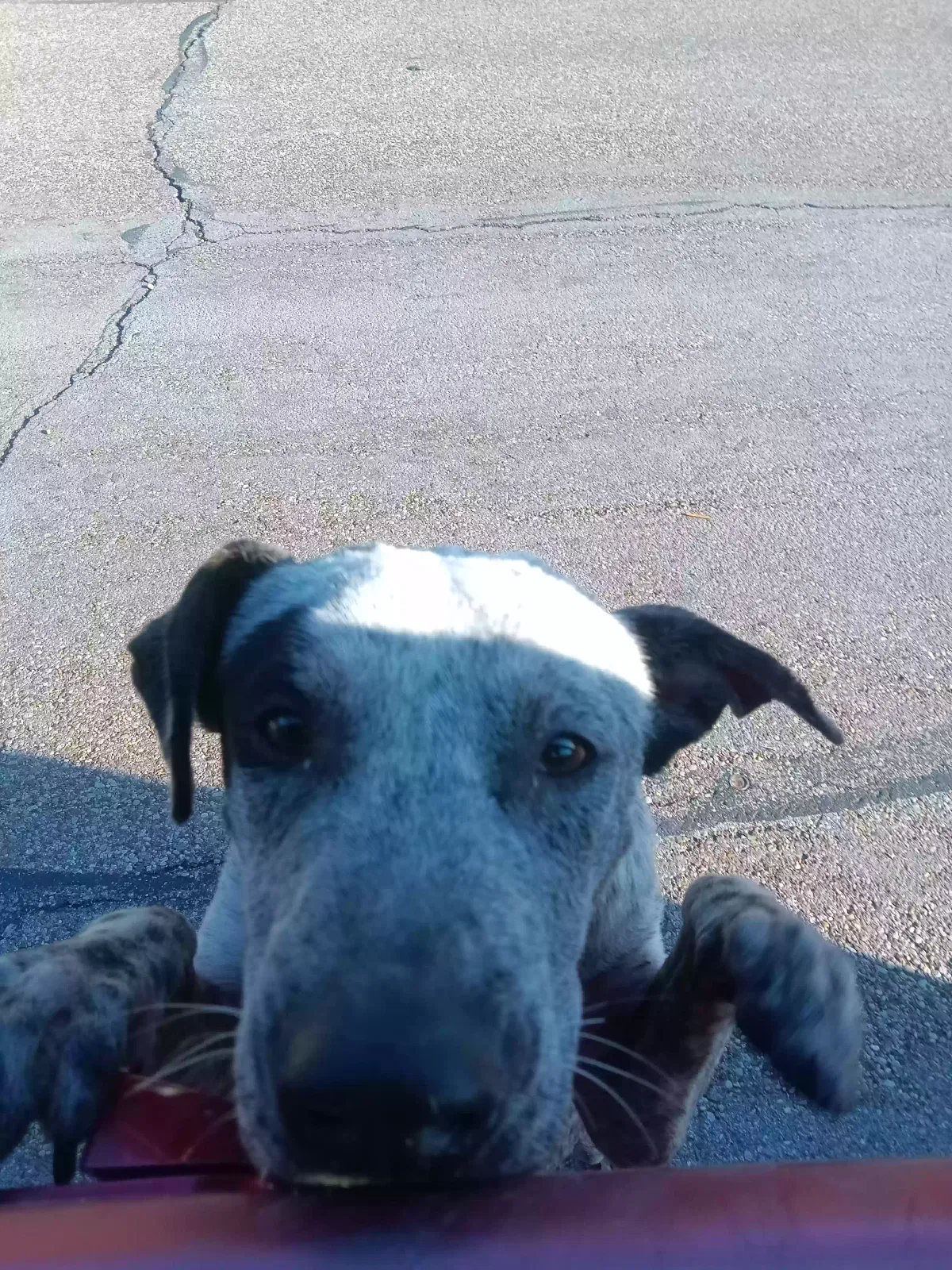 Found dog in Waco, TX, 76705