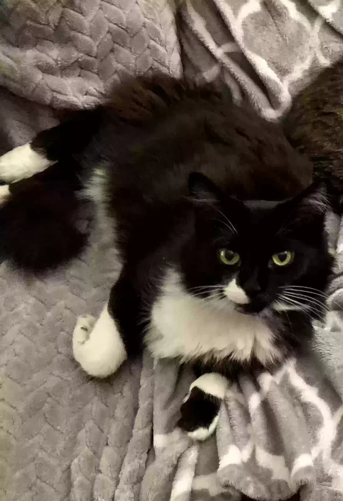 Lost cat in Oak Ridge, TN, 37830