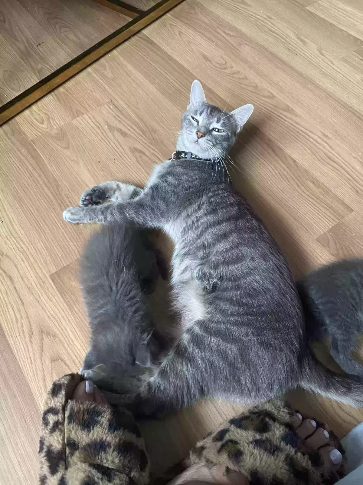Lost cat in La Mirada, CA, 90638