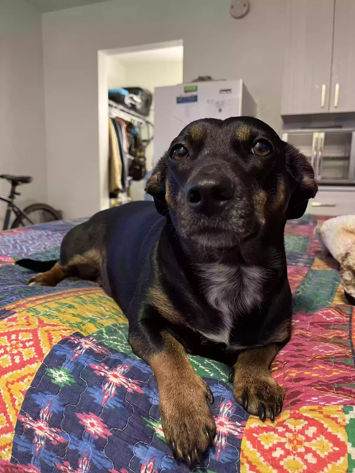 Lost dog in Converse, TX, 78109