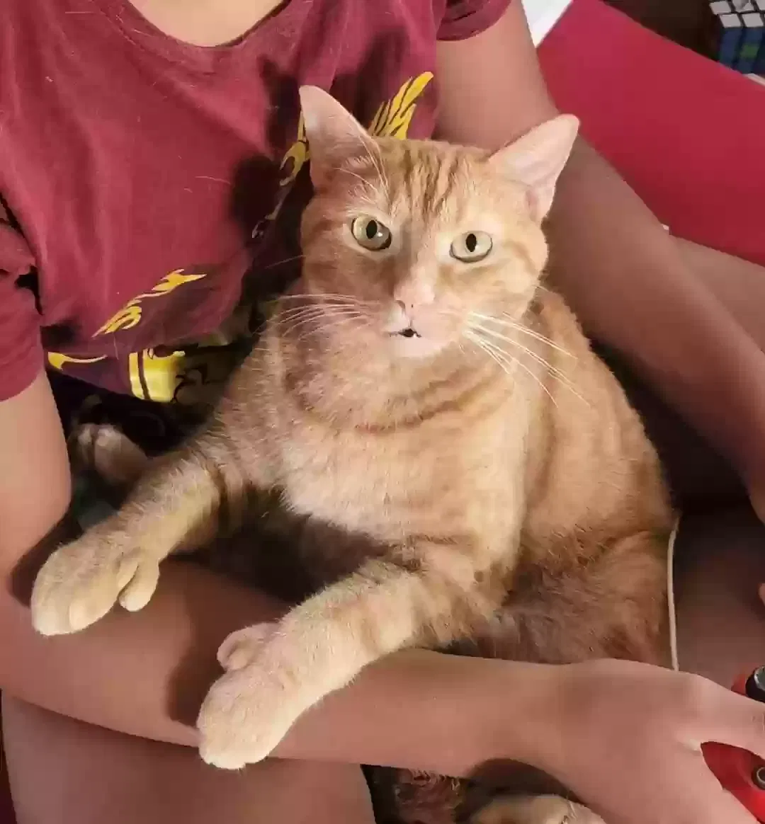 Lost cat in Buffalo, NY, 14220
