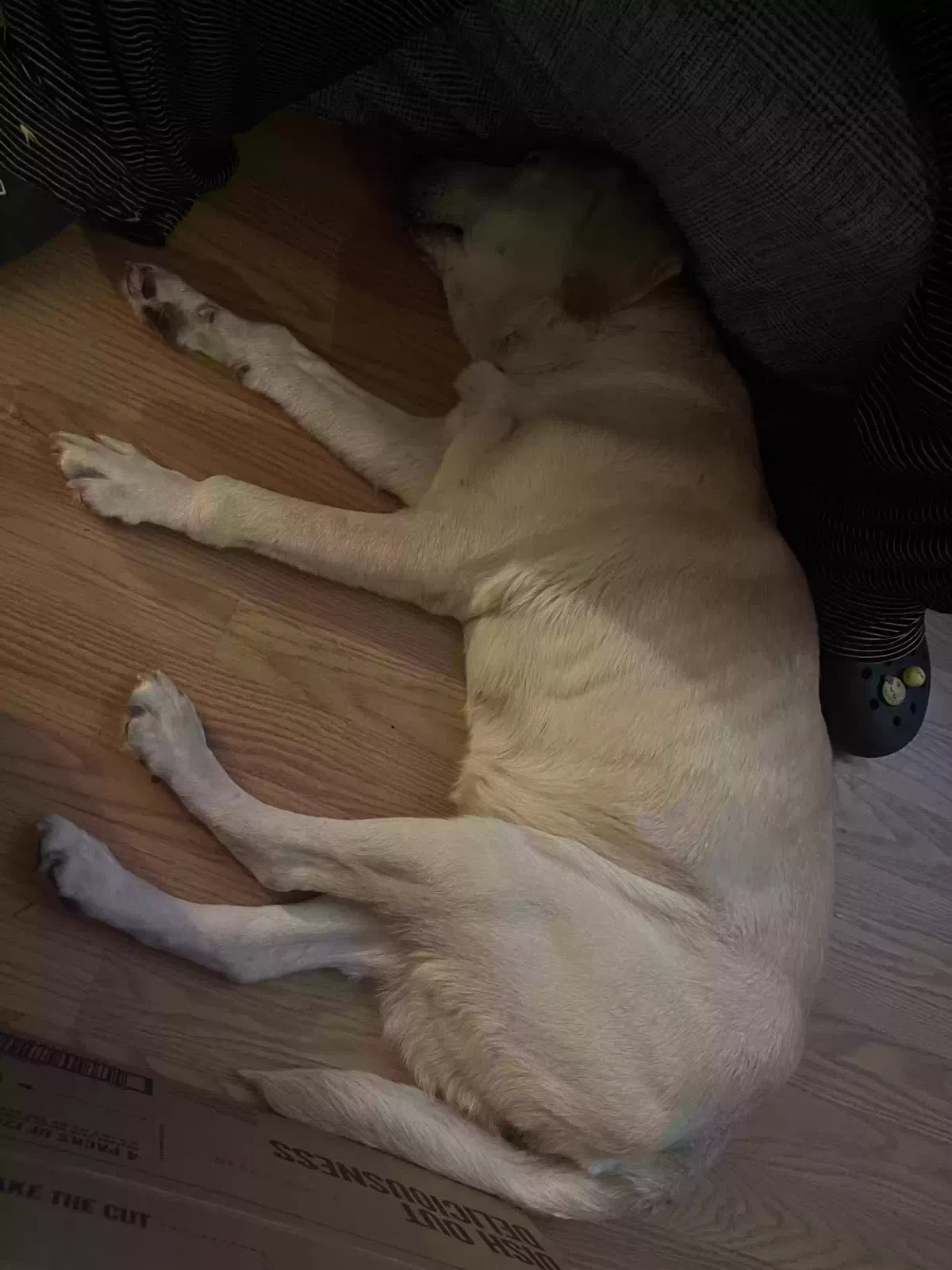 Found dog in Tracy, CA, 95376