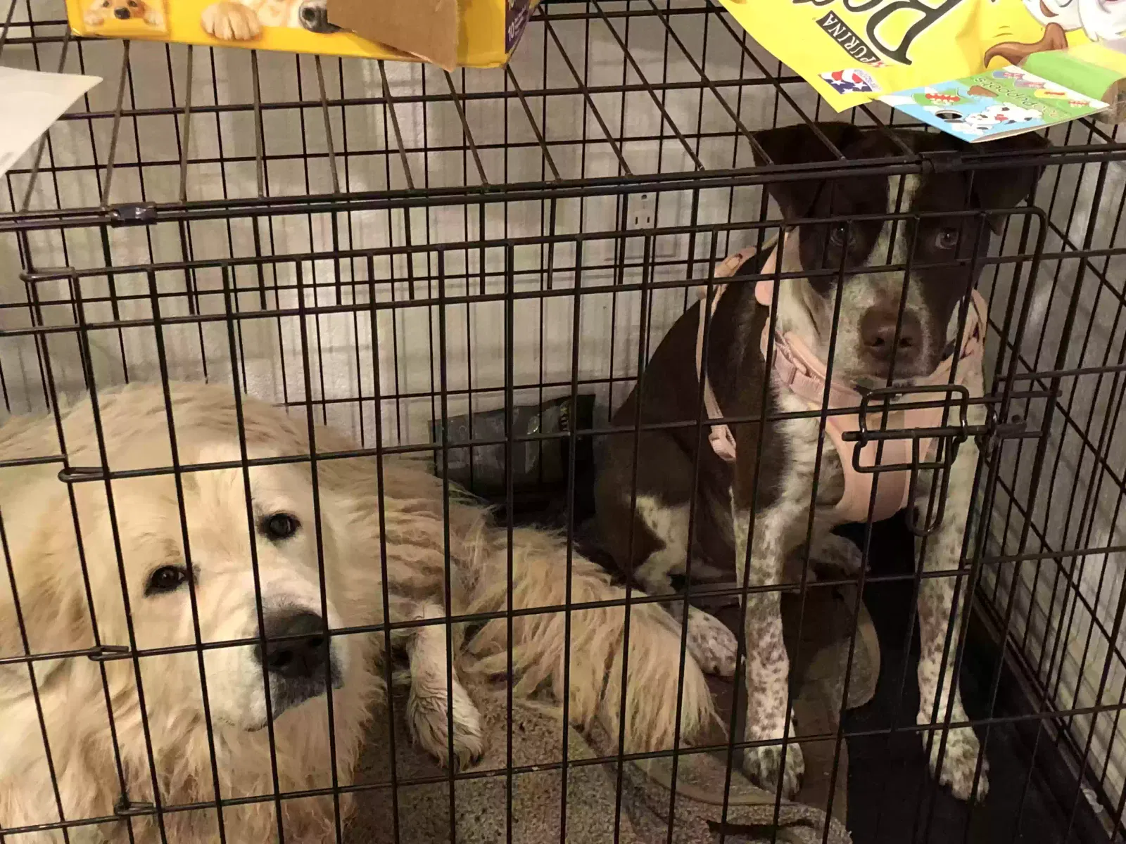Found dog in Crosbyton, TX, 79322