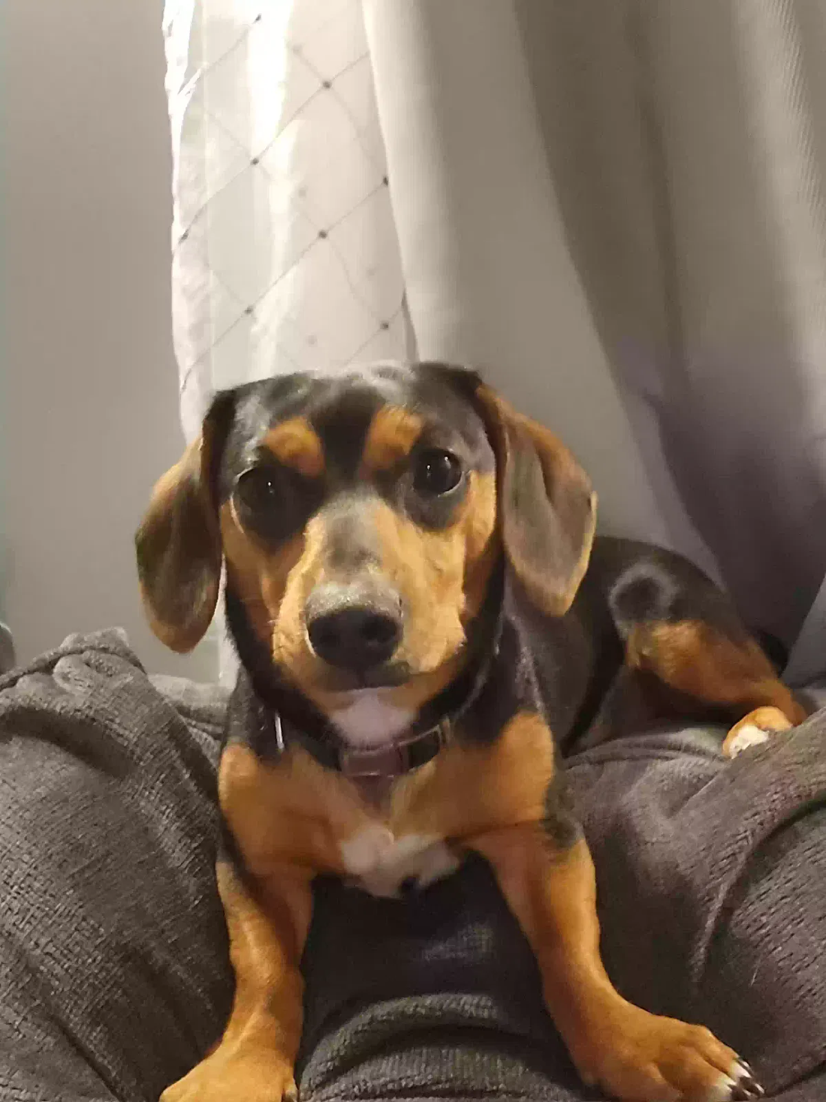 Lost dog in Fort Wayne, IN, 46808