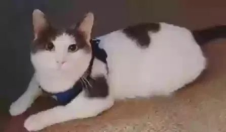 Lost cat in Winston Salem, NC, 27127