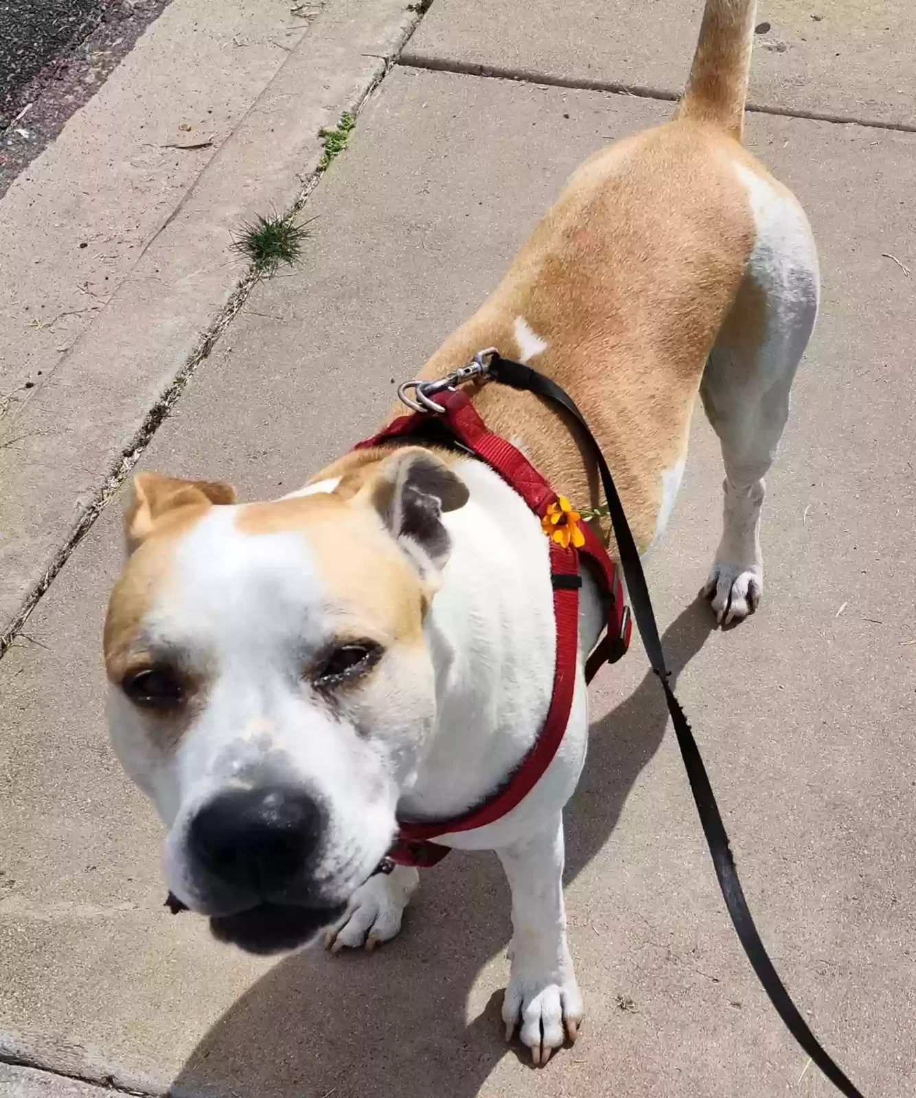 Lost dog in Phoenix, AZ, 85041