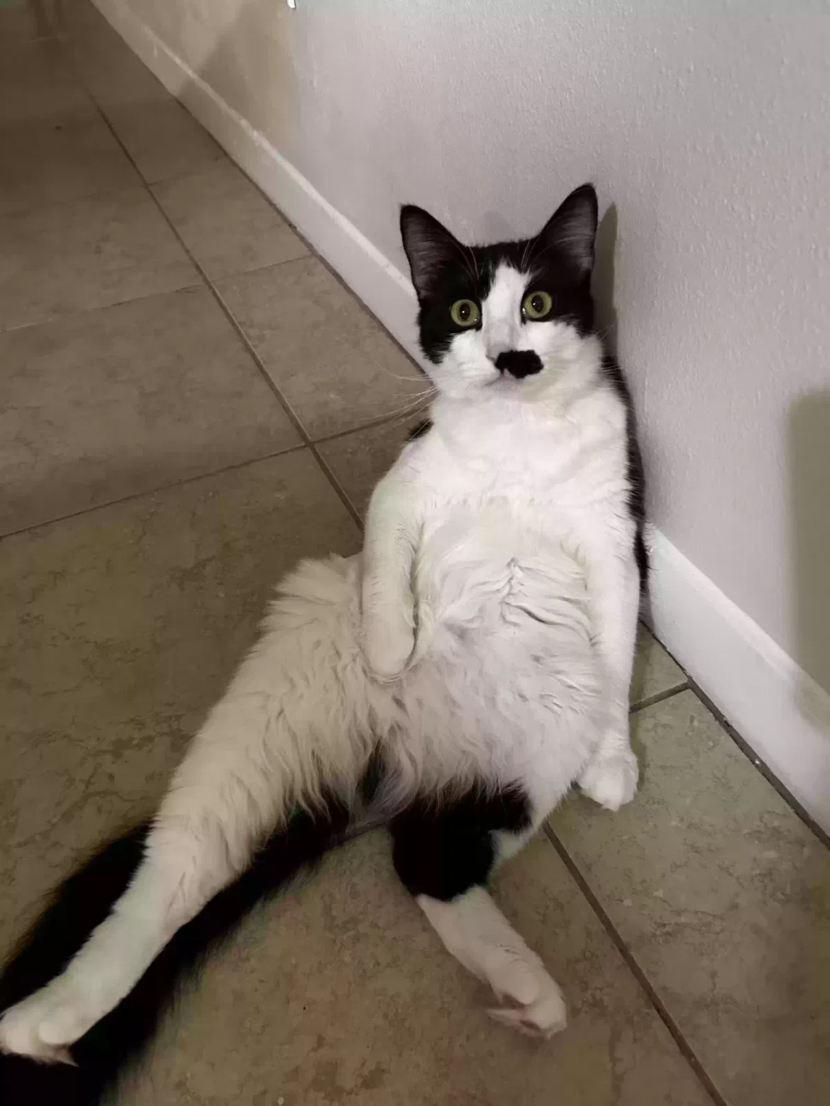 Lost cat in Dickinson, TX, 77539