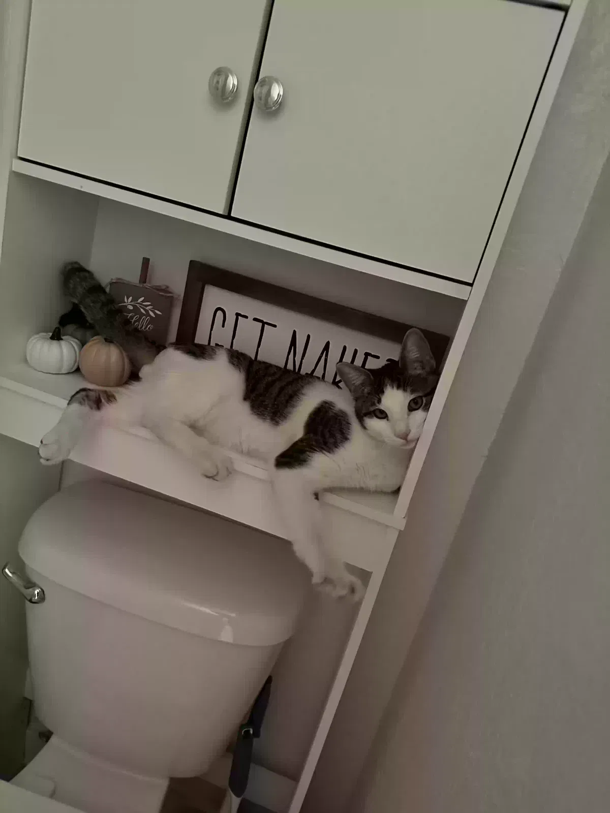 Lost cat in Mesa, AZ, 85204
