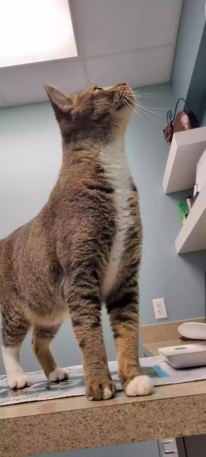 Lost cat in Cypress, TX, 77429