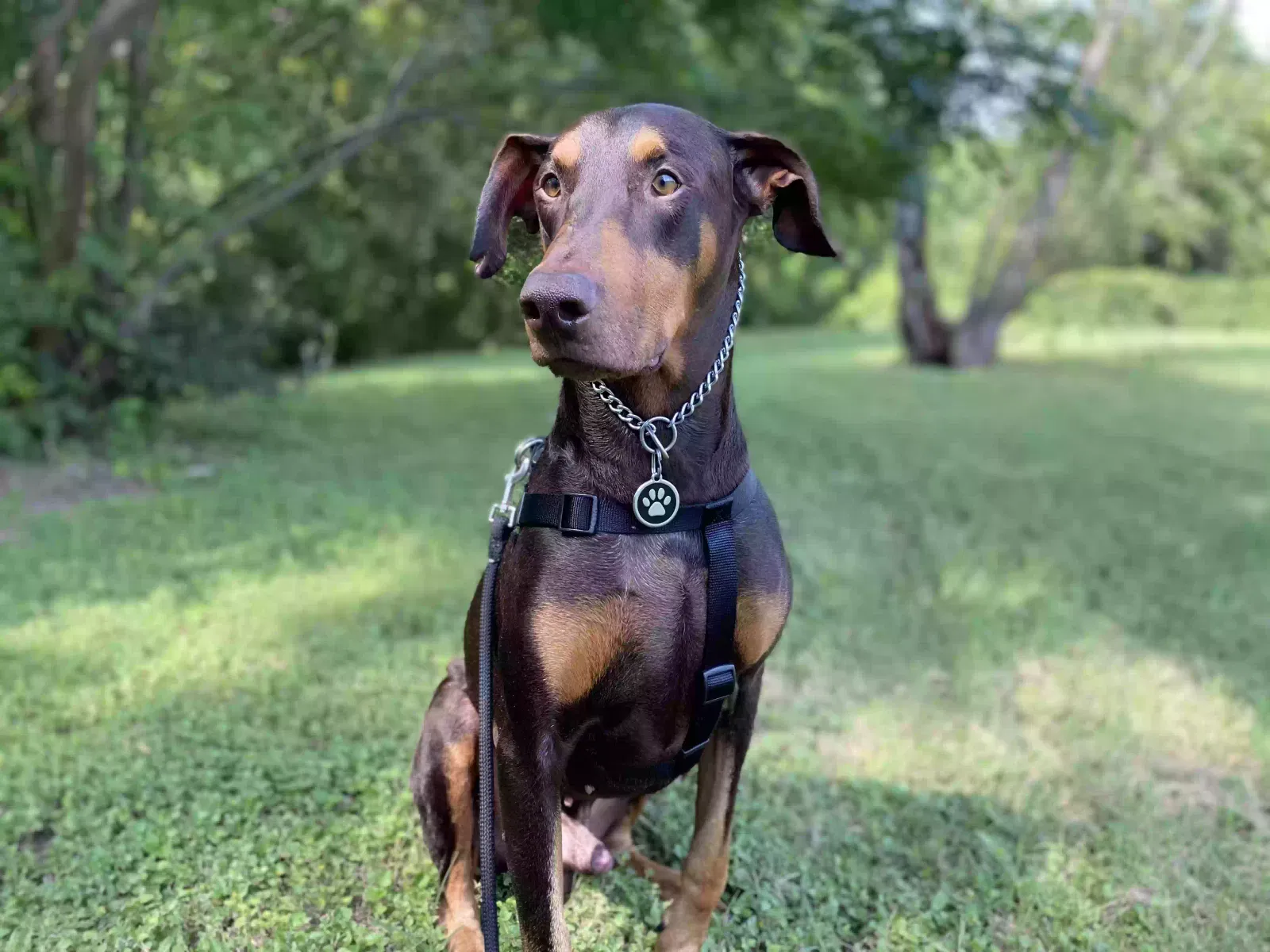 Lost dog in Austin, TX, 78745