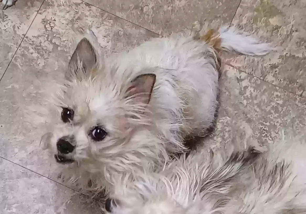 Lost dog in Colton, CA, 92324
