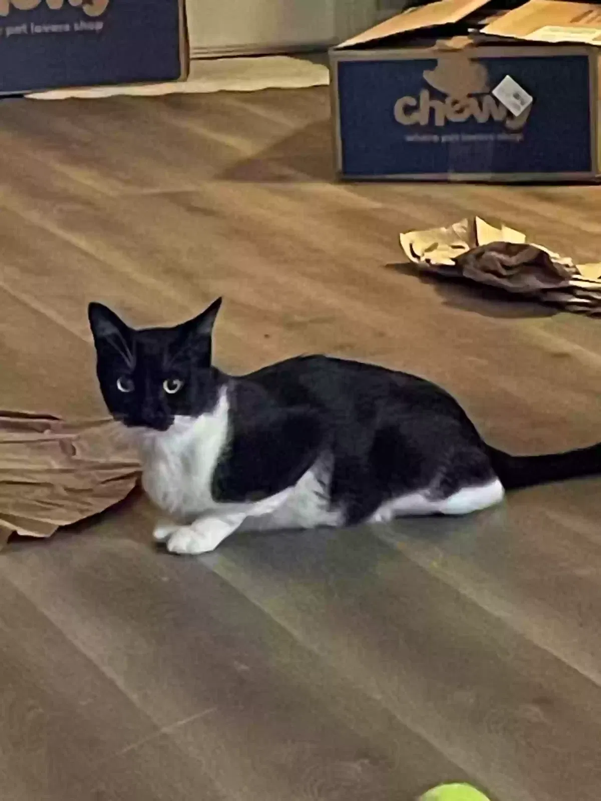 Found cat in North Port, FL, 34287