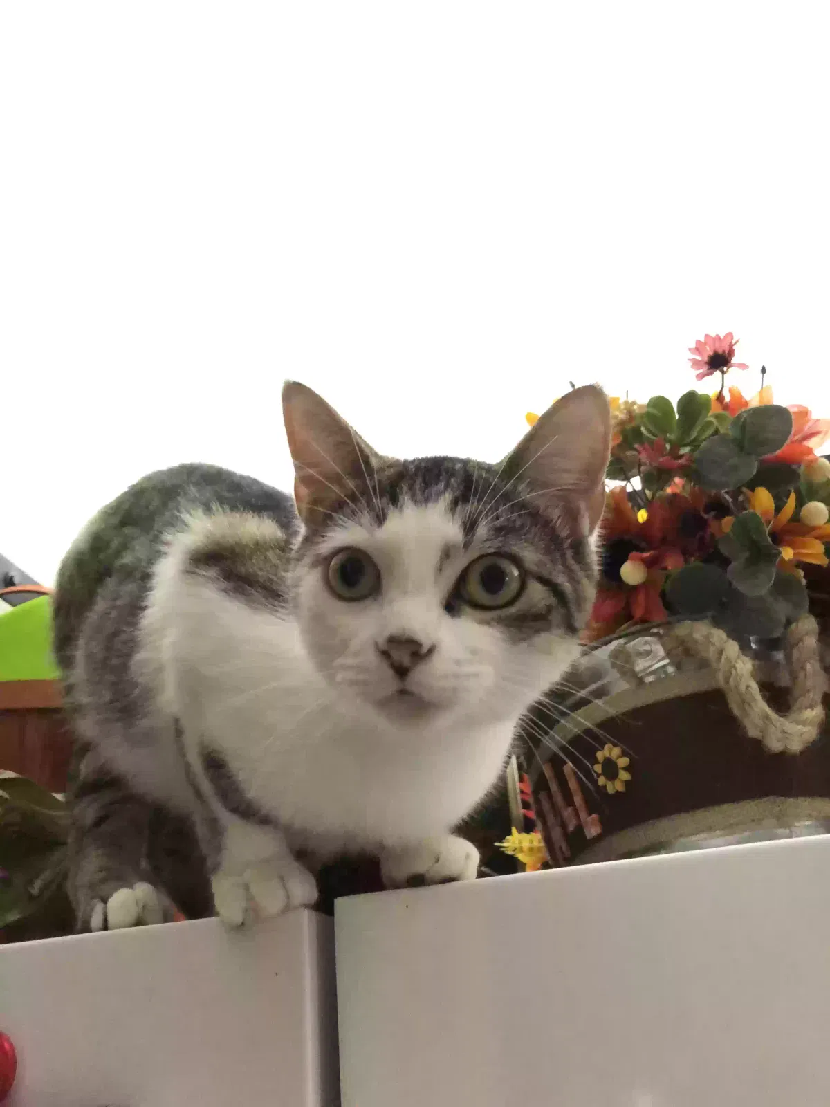 Lost cat in Lake Wales, FL, 33898