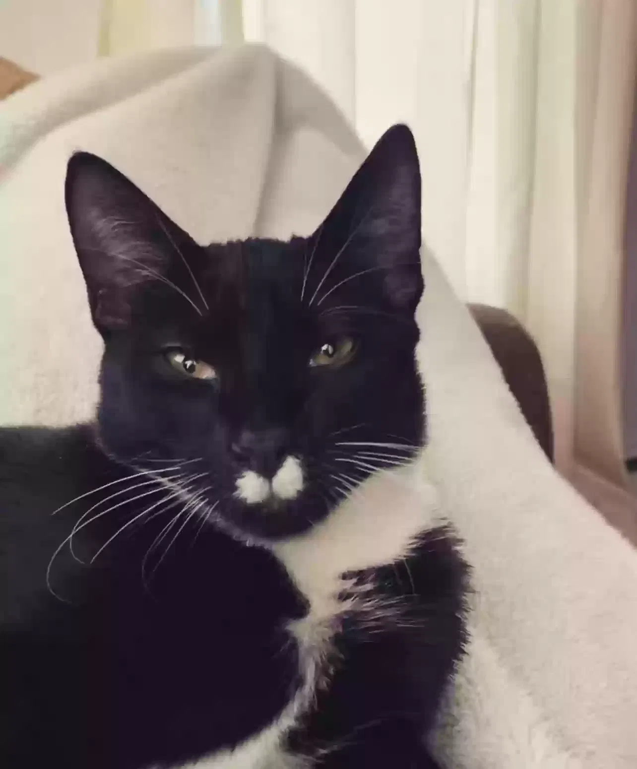 Lost cat in Waterboro, ME, 4087