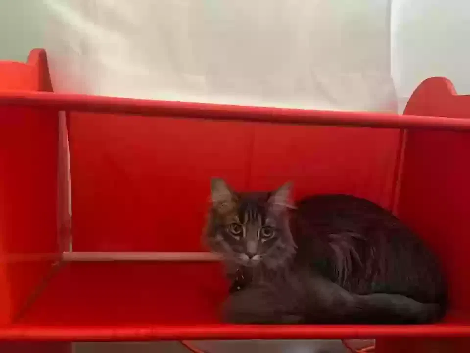 Lost cat in Liverpool, NY, 13090