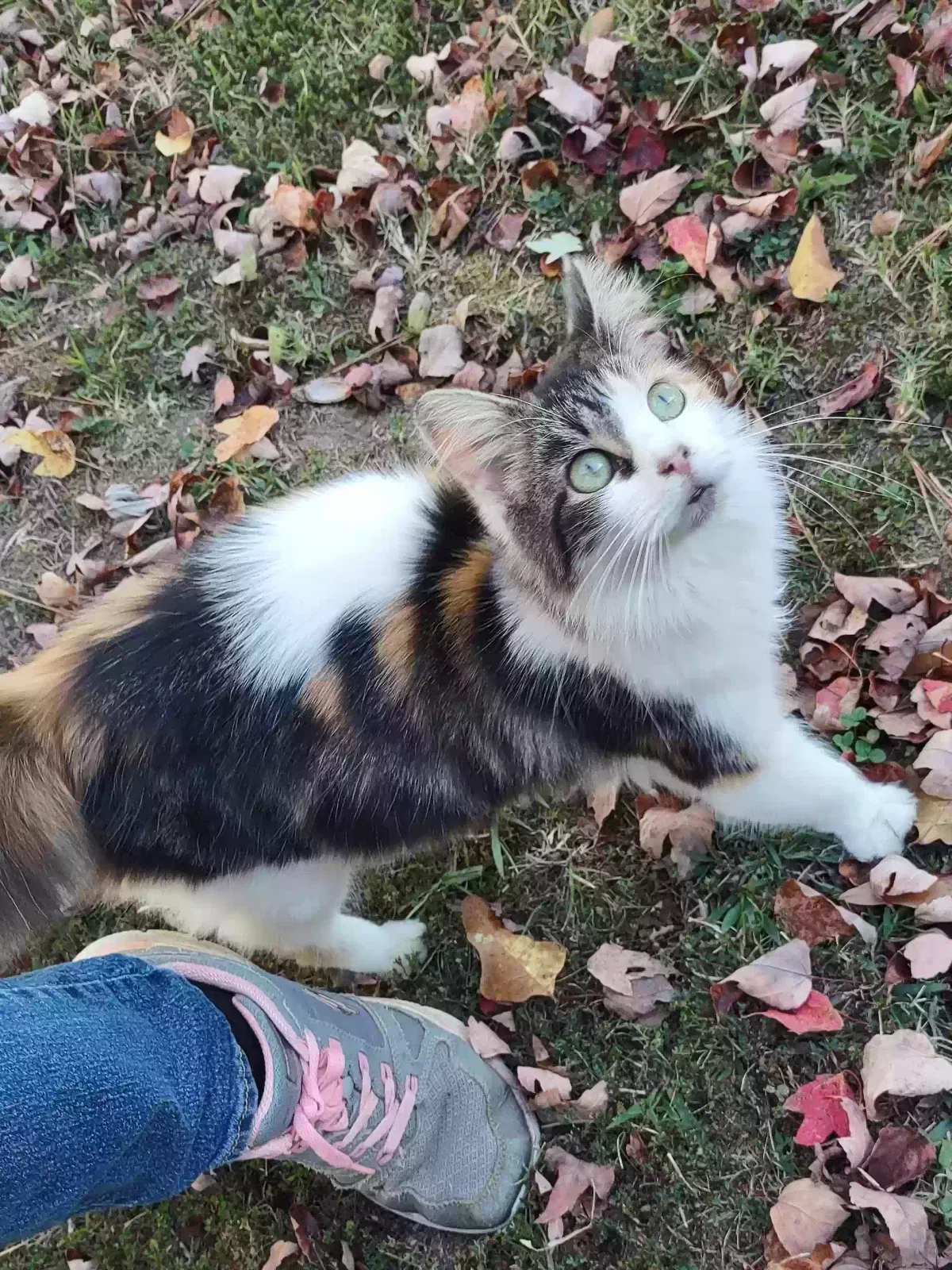 Found cat in Kings Mountain, NC, 28086