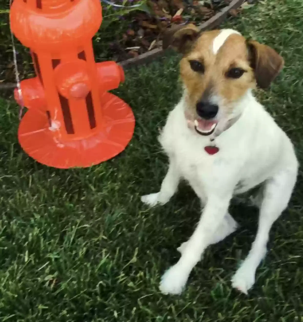Lost dog in Imperial Beach, CA, 91932
