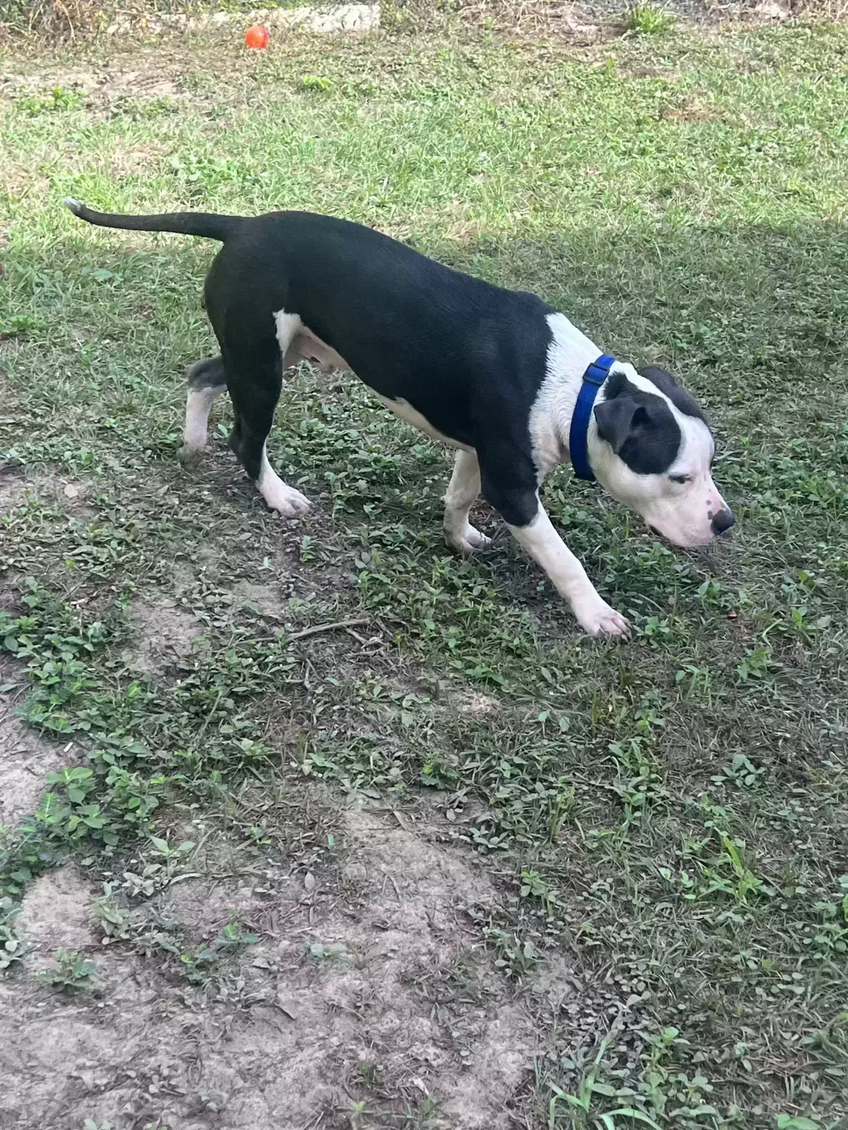 Found dog in Pensacola, FL, 32505