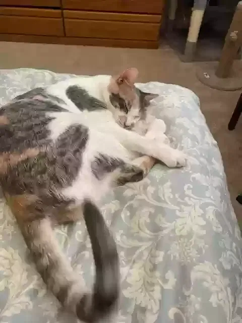 Lost cat in Sparks, NV, 89436