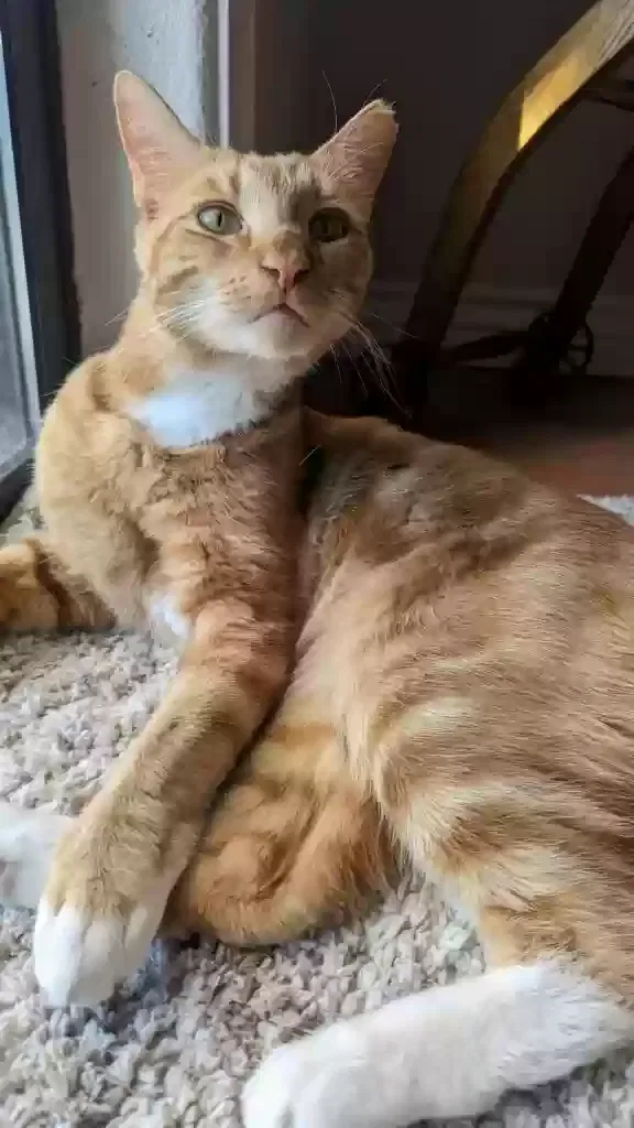 Lost cat in Prescott, AZ, 86303