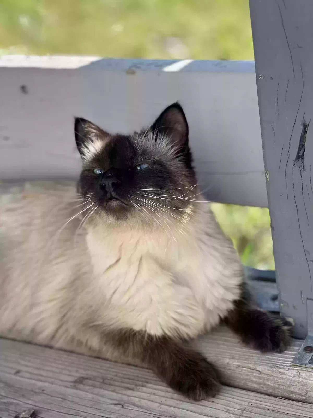 Lost cat in Conifer, CO, 80433