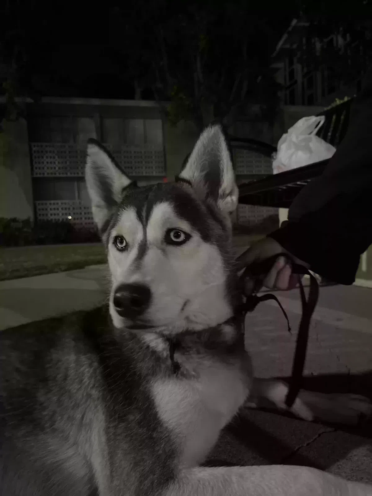 Found dog in Fullerton, CA, 92831