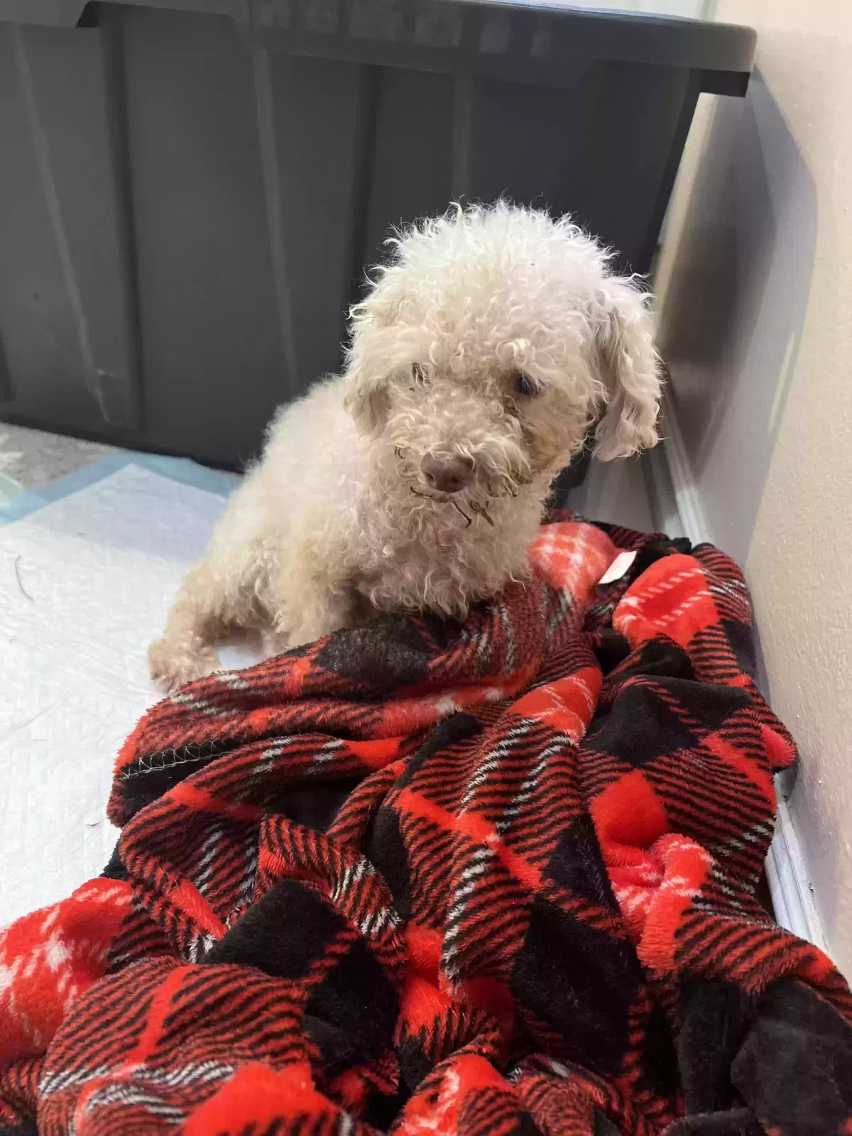 Found dog in Highland, CA, 92346