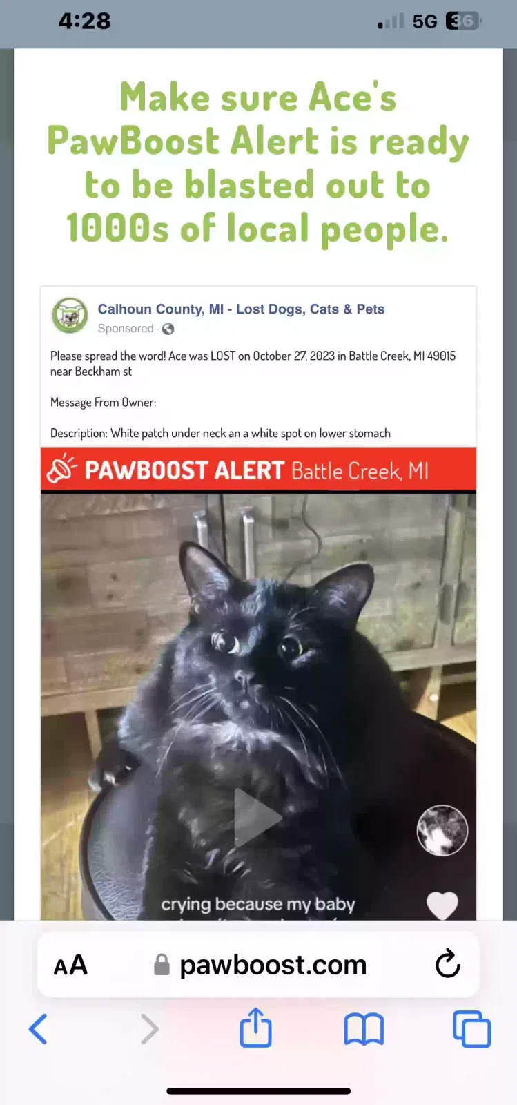 Lost cat in Battle Creek, MI, 49015