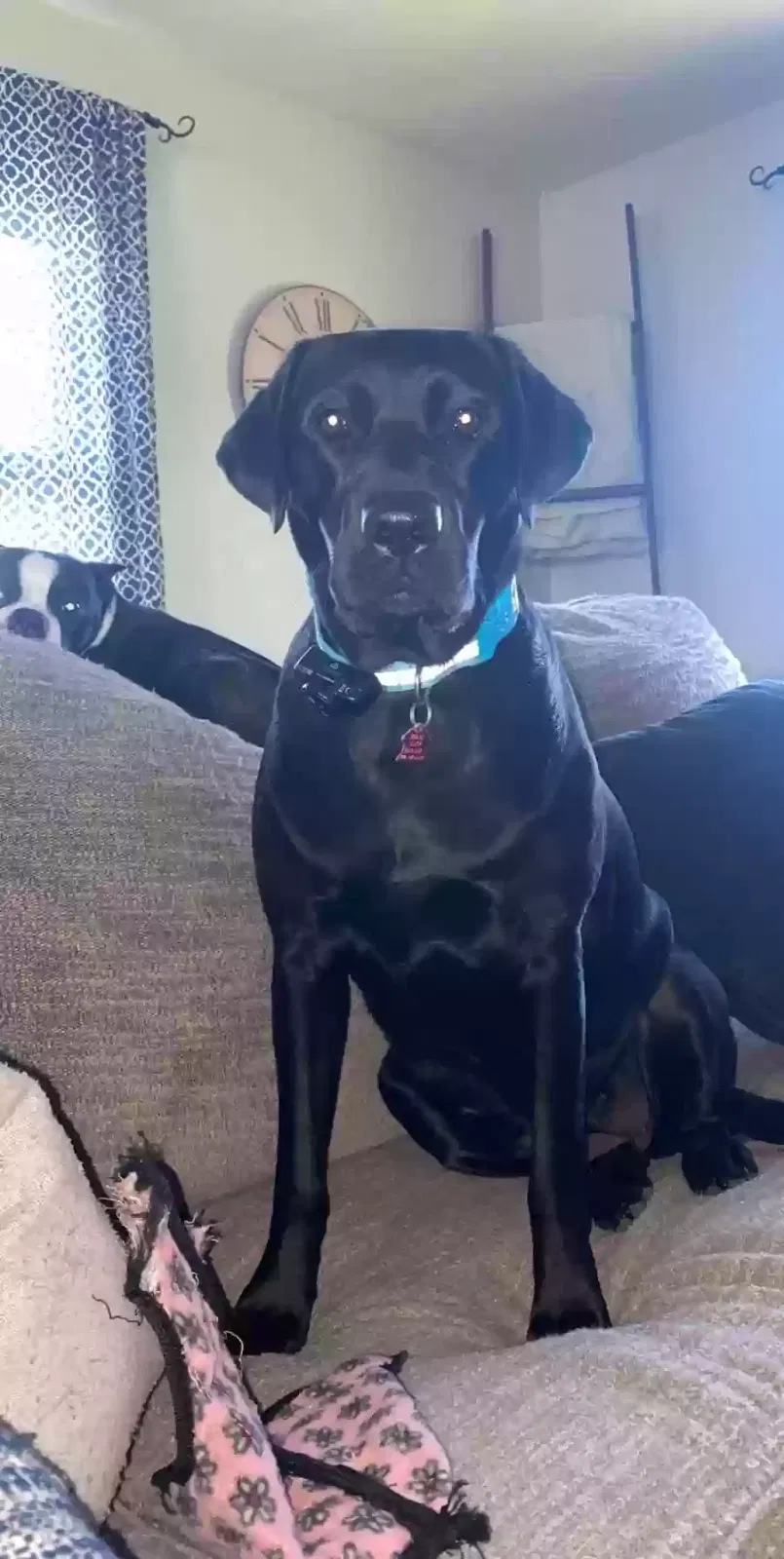 Lost dog in Boise, ID, 83709