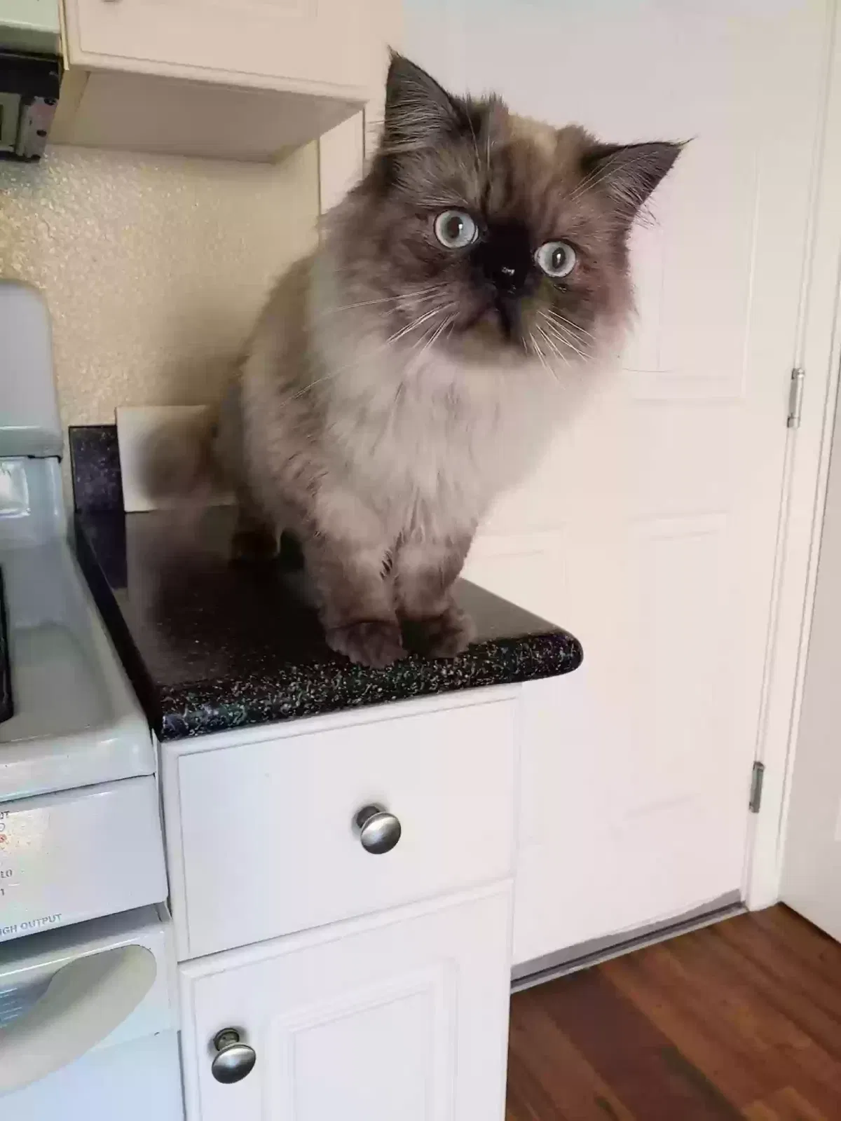 Lost cat in Gainesville, GA, 30506