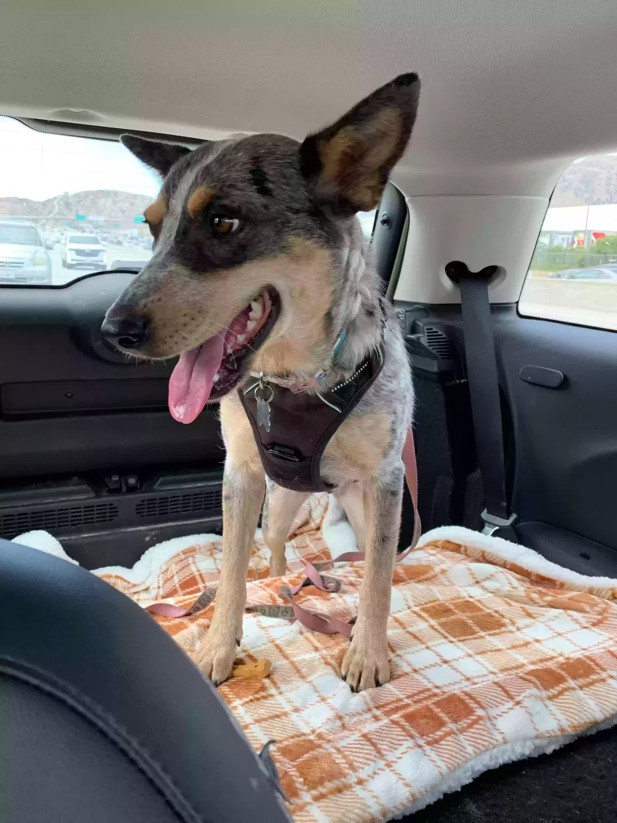 Lost dog in San Diego, CA, 92105