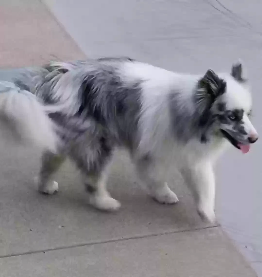 Lost dog in Greenwood, IN, 46143