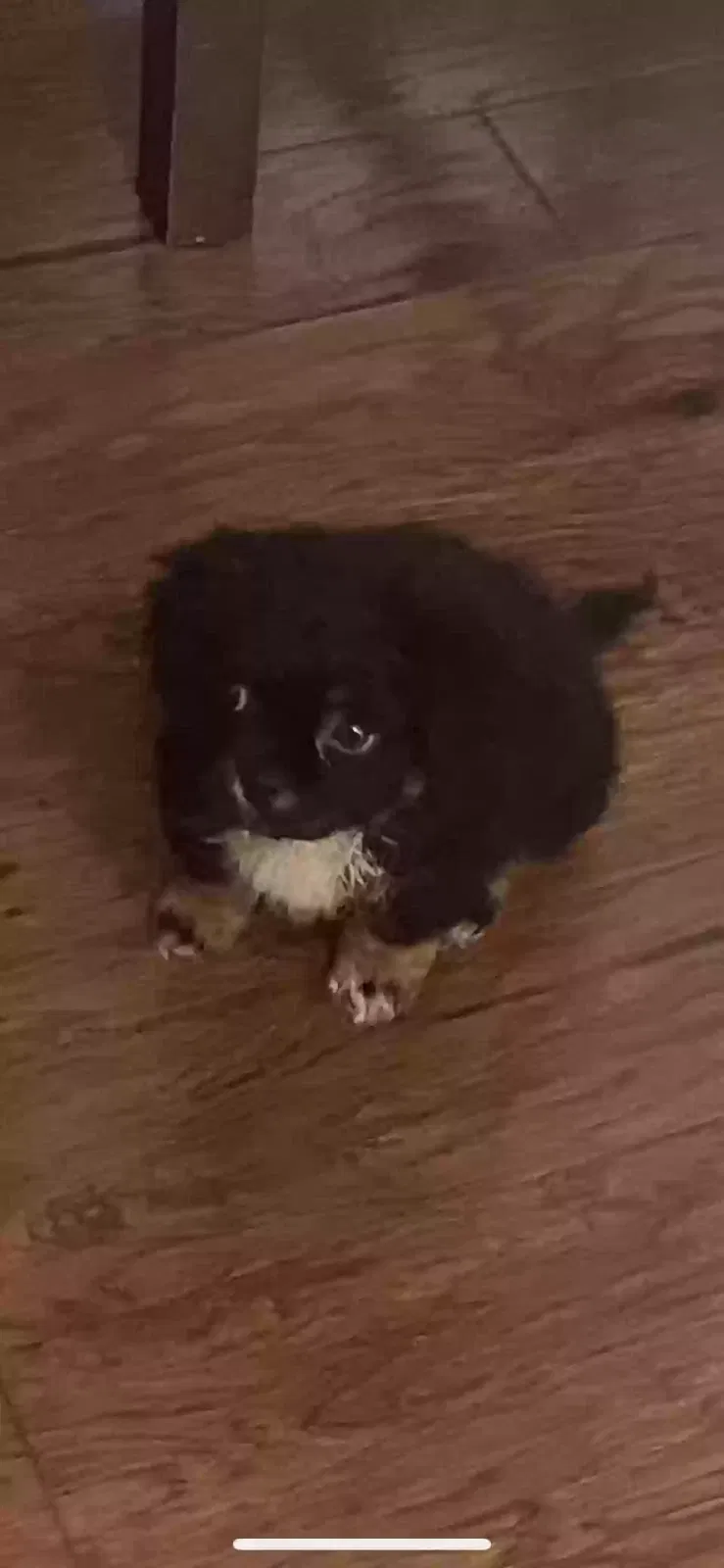 Lost dog in Stockton, CA, 95204