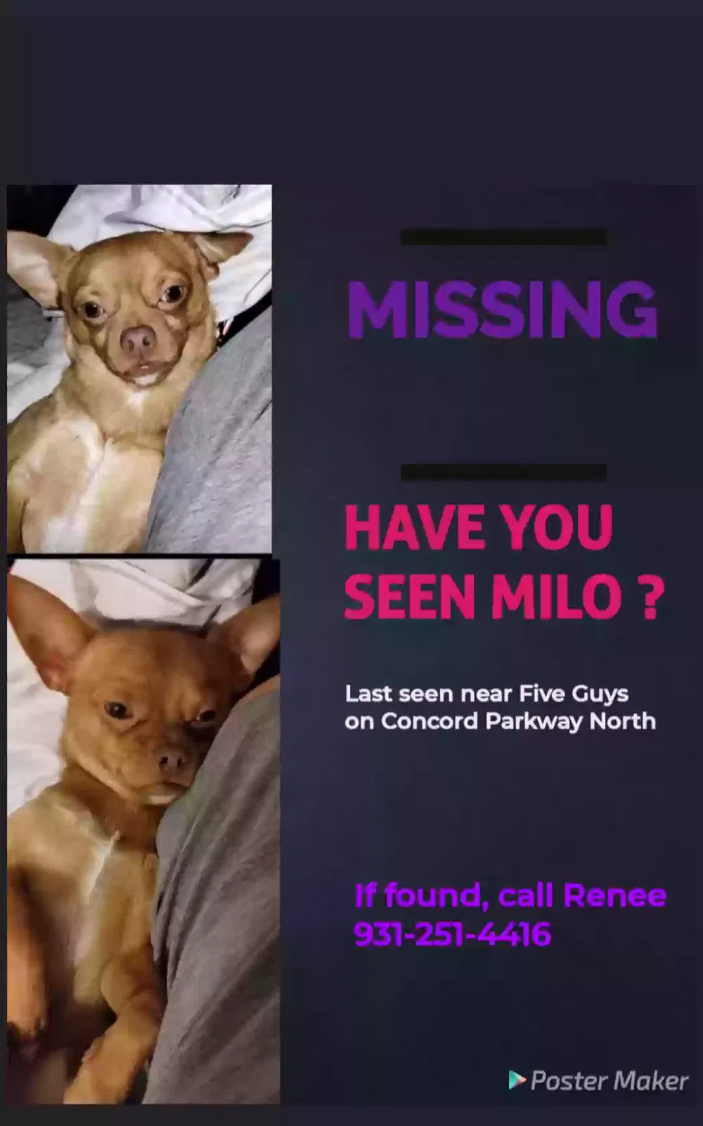 Lost dog in Concord, NC, 28025