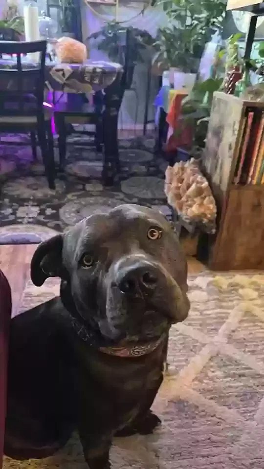 Lost dog in Santa Fe, NM, 87508