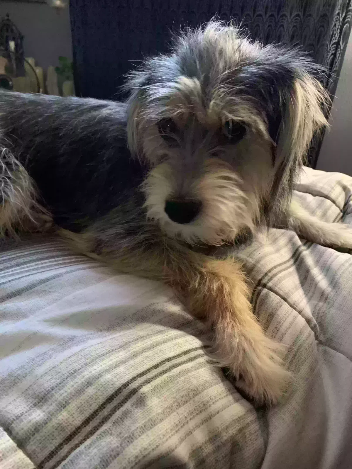 Lost dog in Santa Fe, NM, 87508