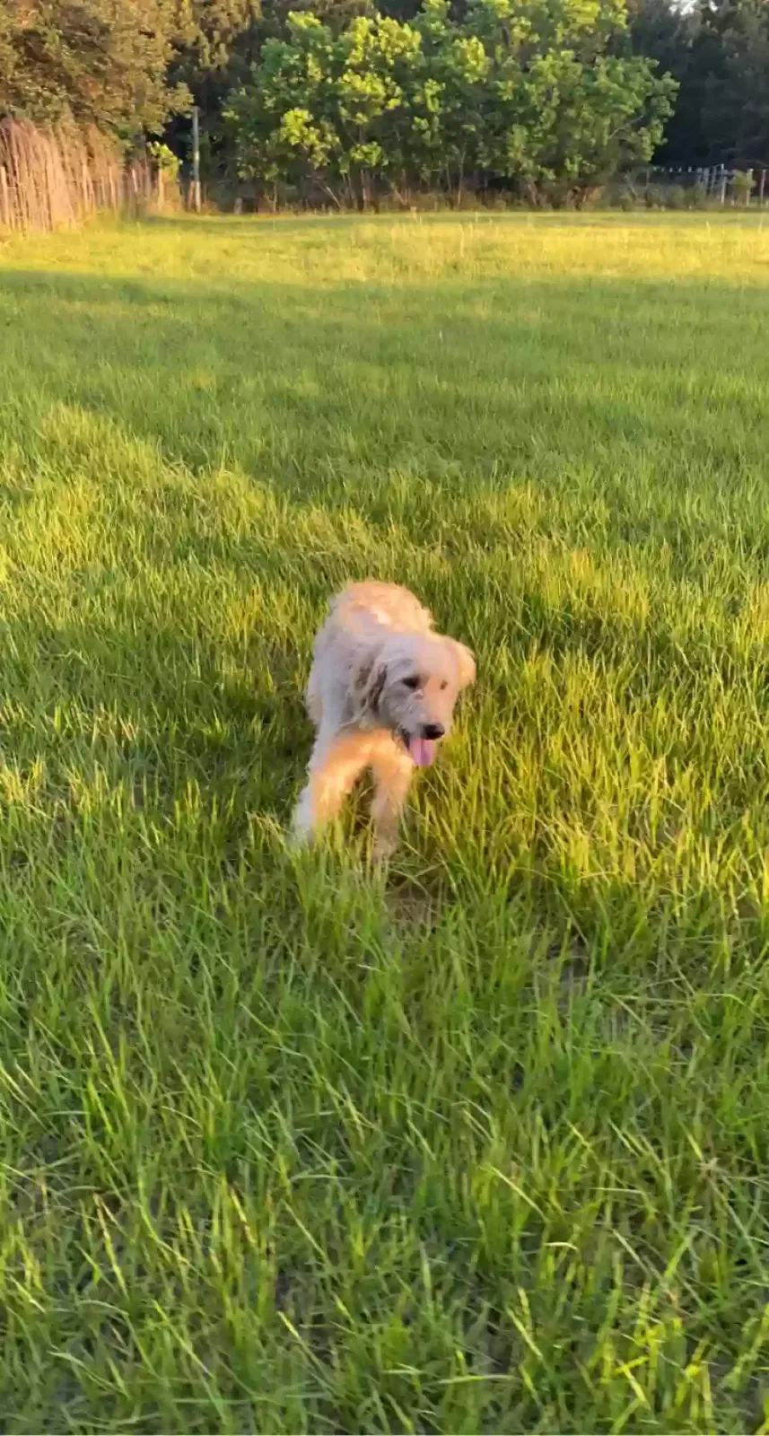 Lost dog in Green Cove Springs, FL, 32043