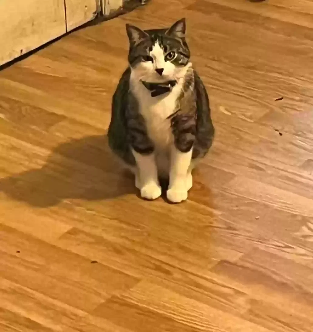 Lost cat in Aurora, IL, 60505