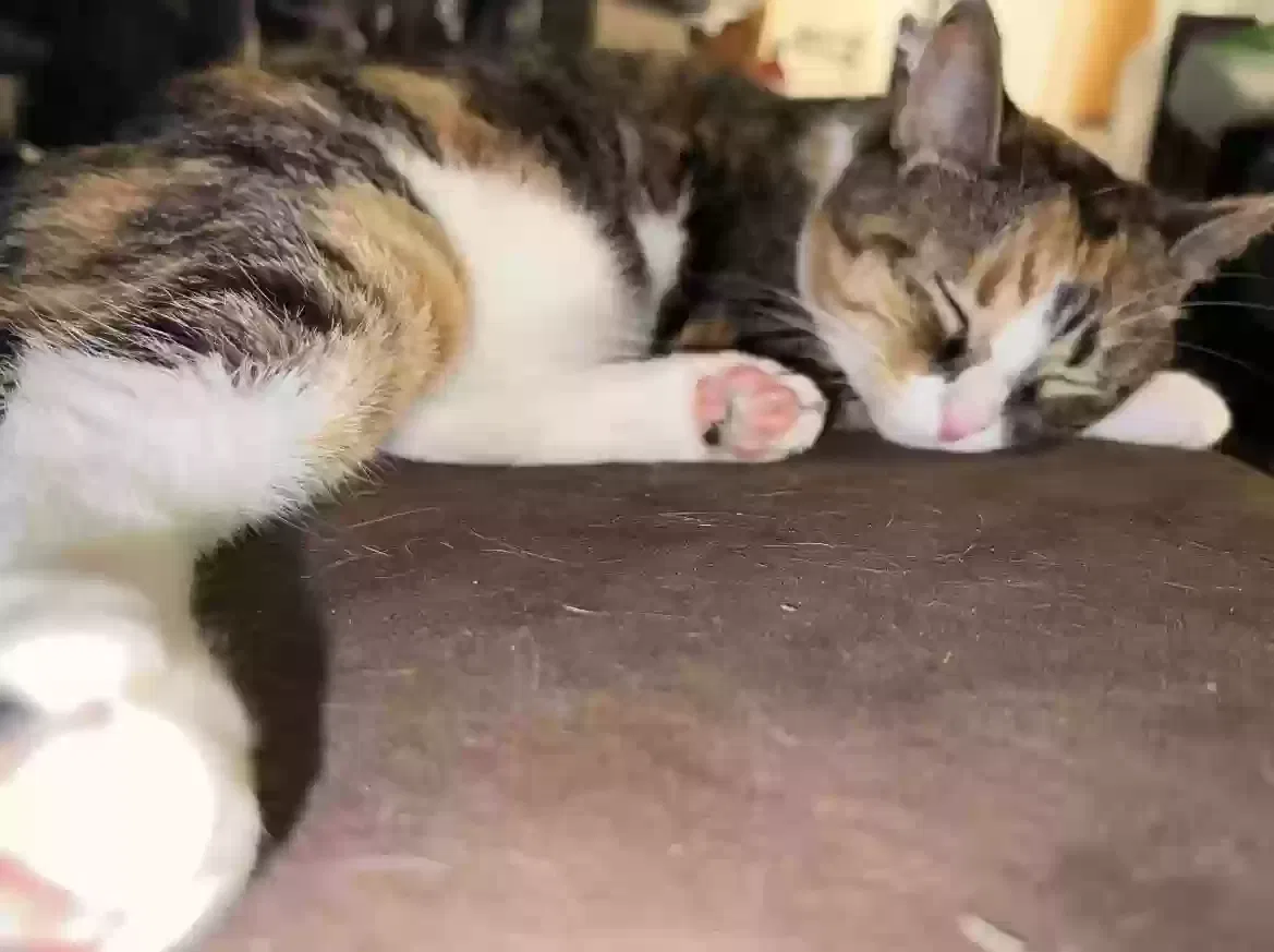 Lost cat in Jacksonville, FL, 32218